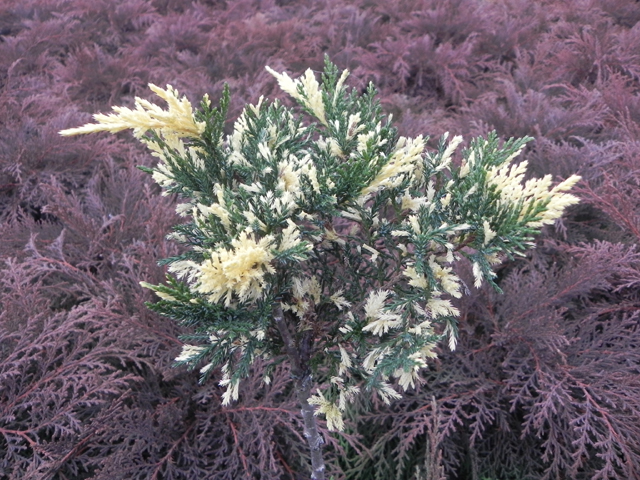 Juniperus sabina 'Filip’s Overjoy'